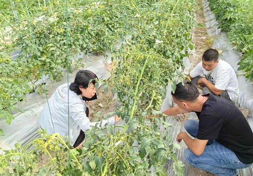 慶元網(wǎng) 農(nóng)業(yè)技術(shù)研究助力鄉(xiāng)村振興