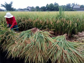 眉山職業技術學院科技賦能“一優兩高”水稻競賽，助推糧油供給側改革與農業技術革新