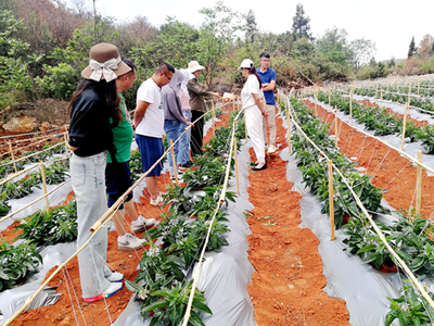 昆明市農科院精準服務助力產業發展，深入企業開展人參果技術指導
