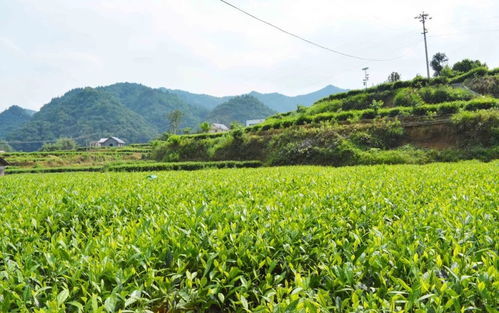 高值化農產品 問策湖湘，科技賦能深度貧困村產業扶貧新路徑